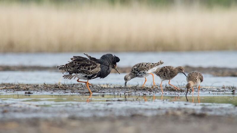 ухажёр  фото превью
