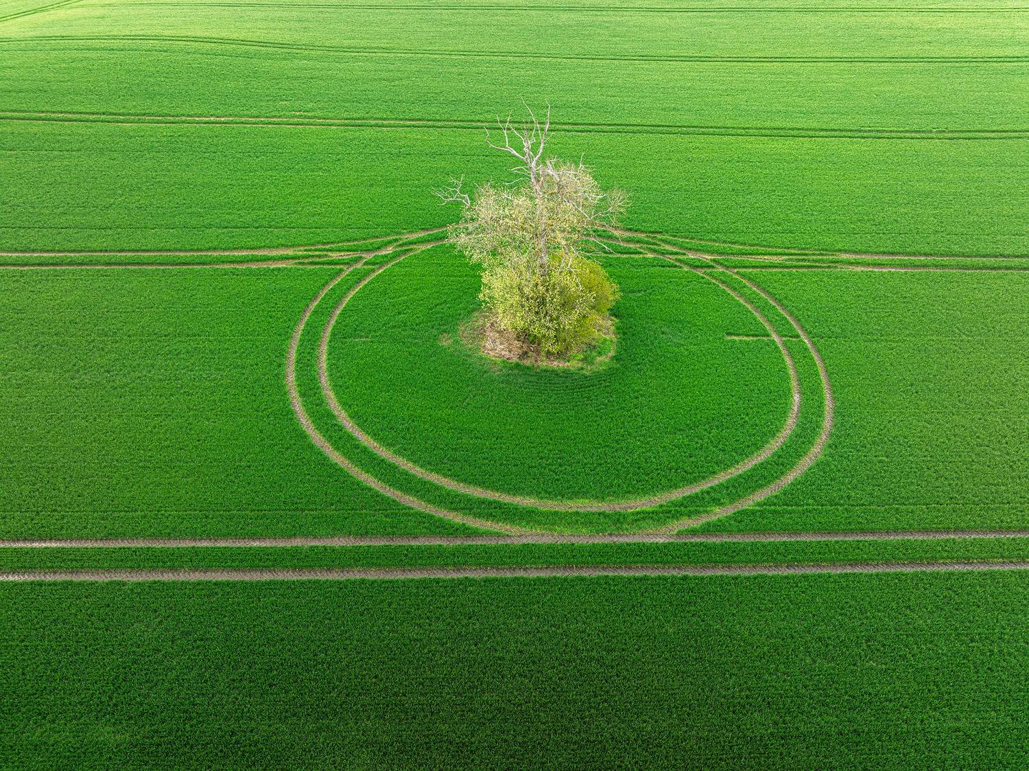 , Гордон Николай