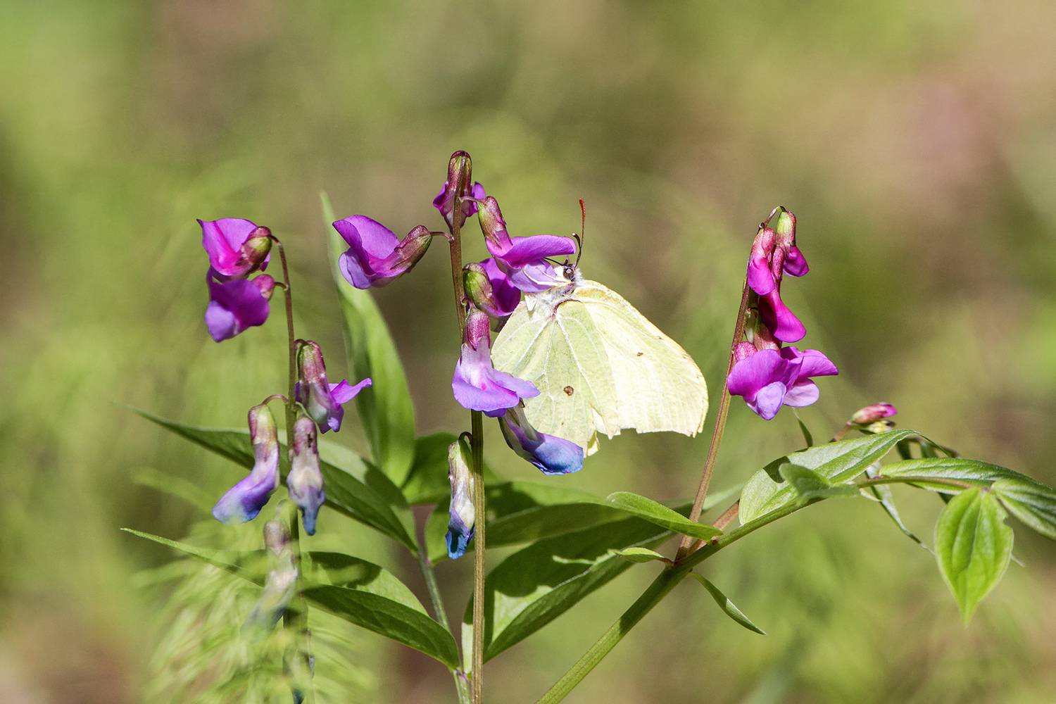бабочка, крушинница, лимонница, лимонница обыкновенная, лимонница крушинная, gonepteryx rhamni, КарОл