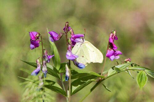 Крушинница