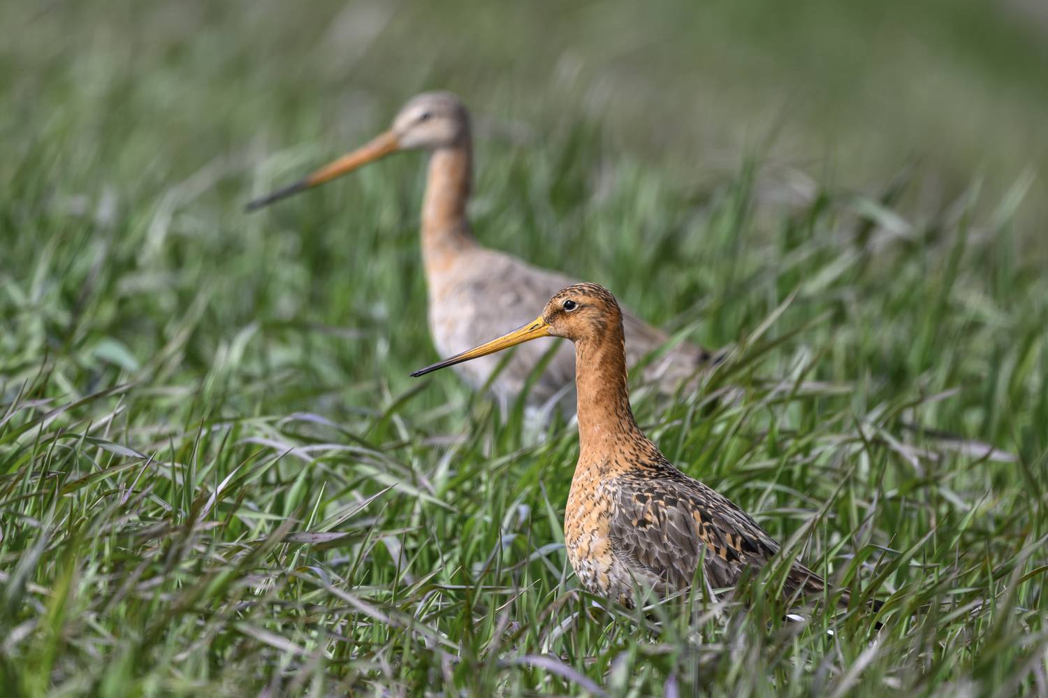 , Пупонин Сергей