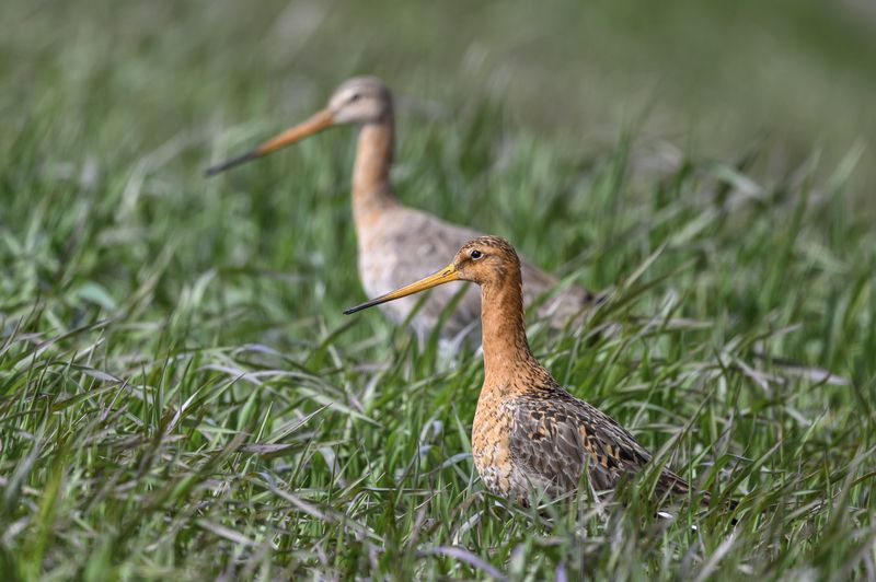 Веретенник фото превью