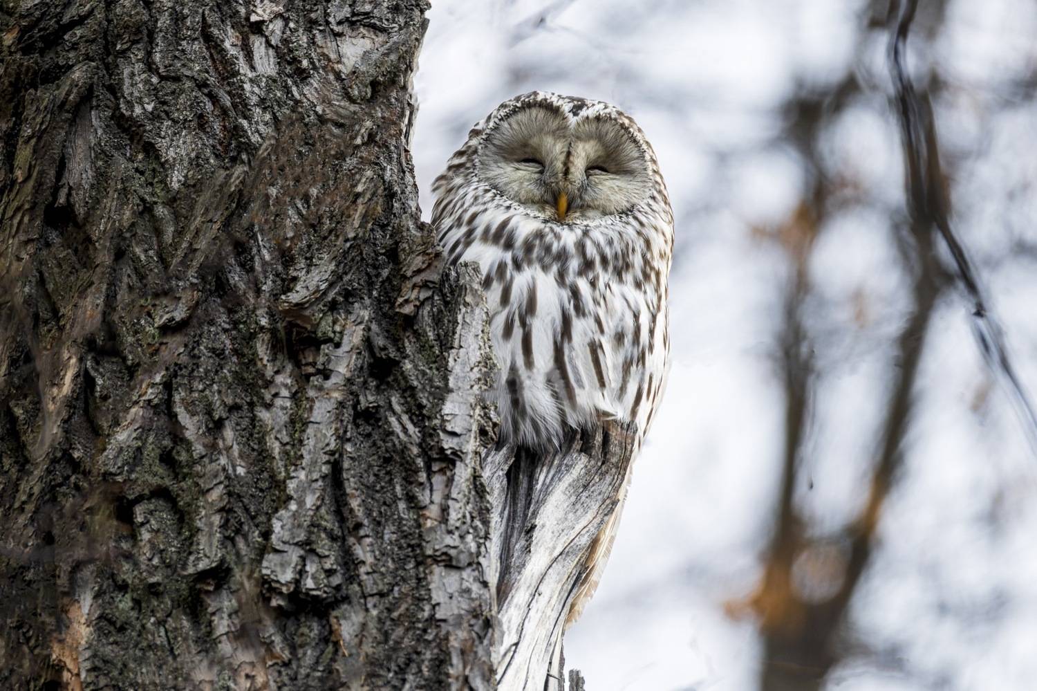 Длиннохвостая неясыть, уральская неясыть, сова, птицы, неясыть, Руслан Pl