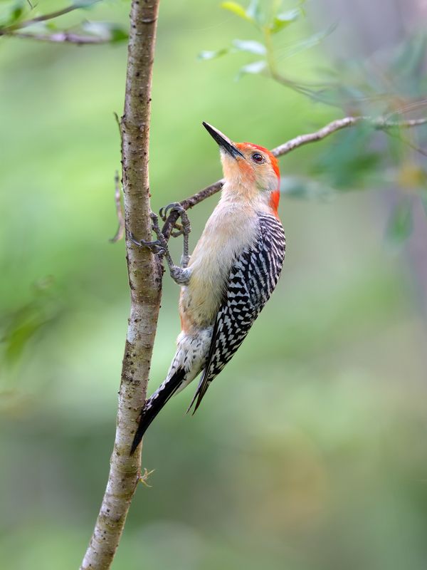 птица, фотоохота, дятел, природа, фауна Меланерпес фото превью