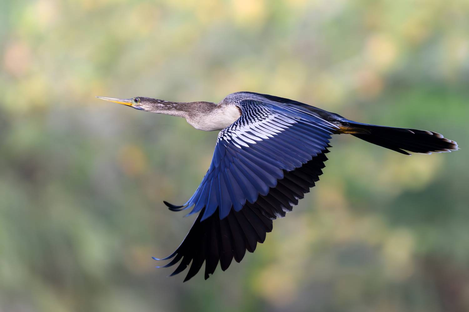 птица, фотоохота, змеешейка, природа, фауна, Vladimir Kulikov