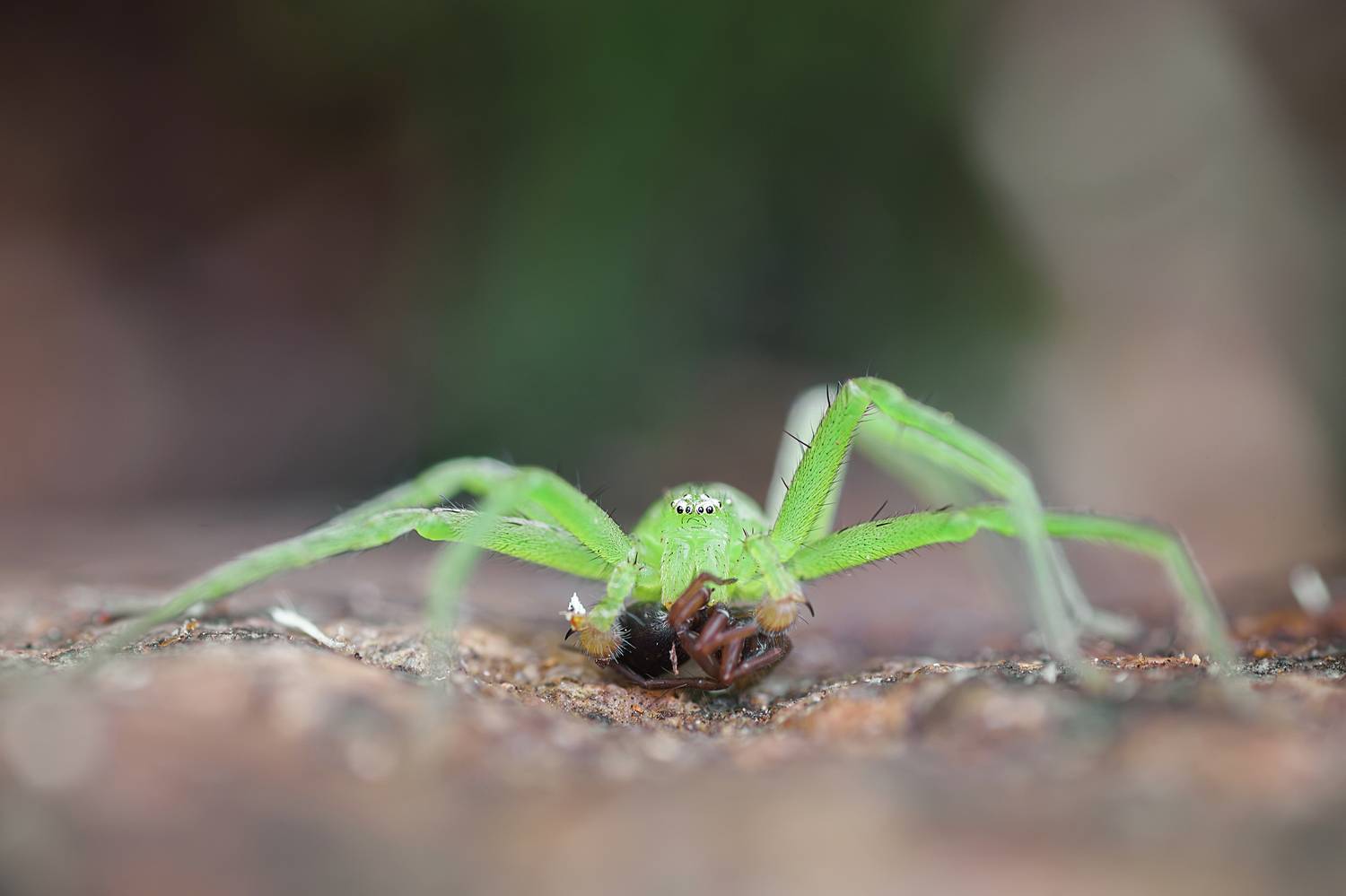 , Корнеев Алексей