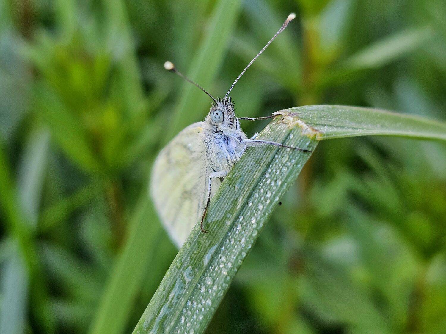 , Мария Яковлева