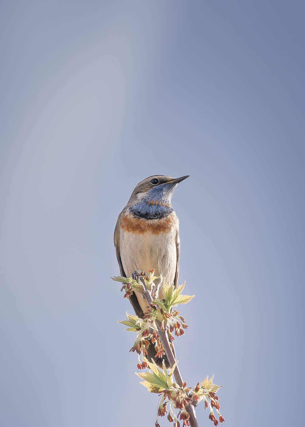 , Загруев Михаил