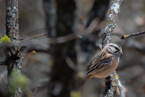 Rock Bunting