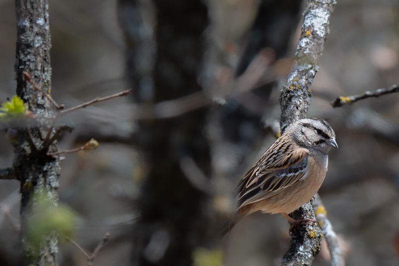 птицы, животные, дикая природа  birds, animal, wildlife Rock Bunting фото превью