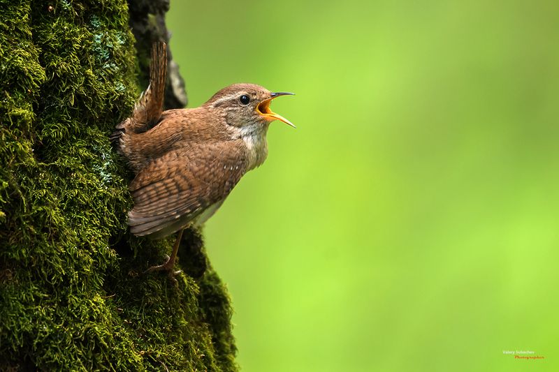 Крапивник фото превью