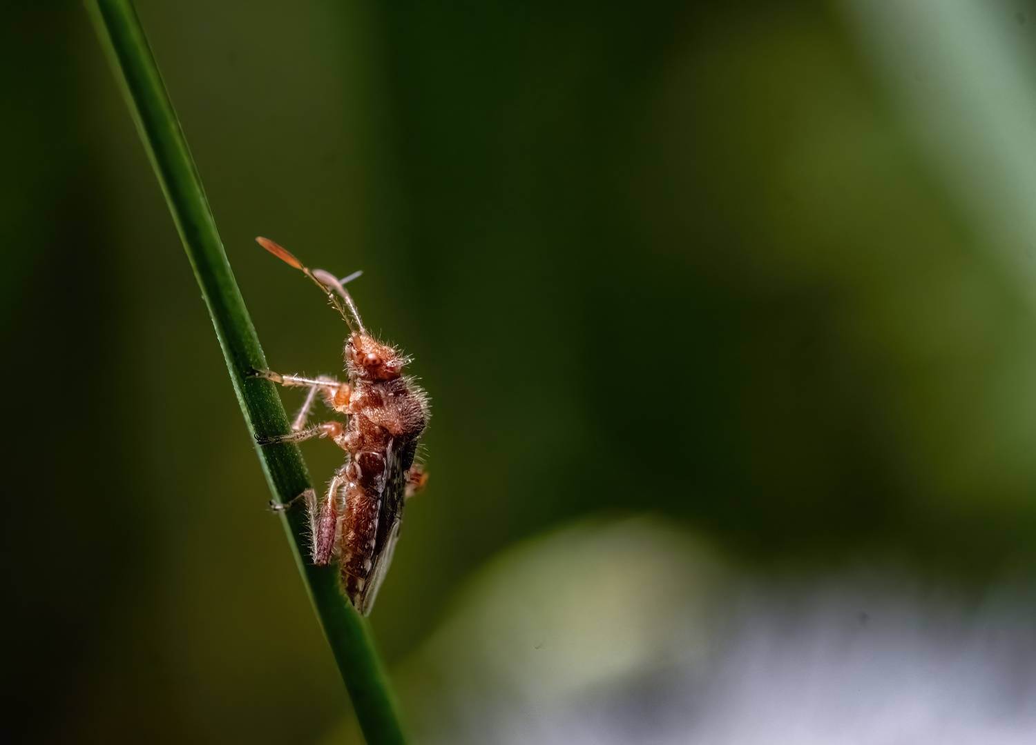 , Стоименова Бистра