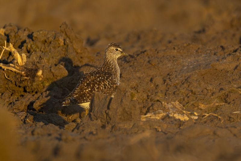 фифи, кулик, птицы Фифи фото превью