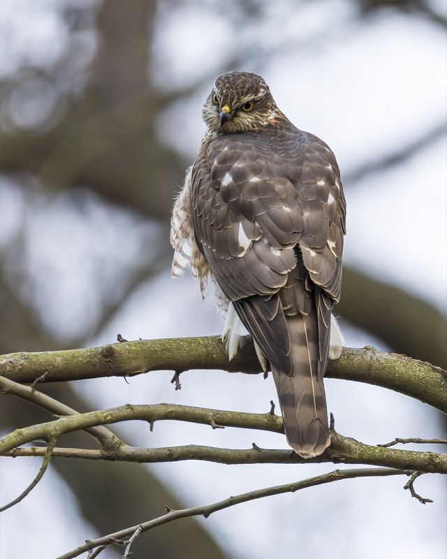 перепелятник, ястреб, птицы Перепелятник фото превью