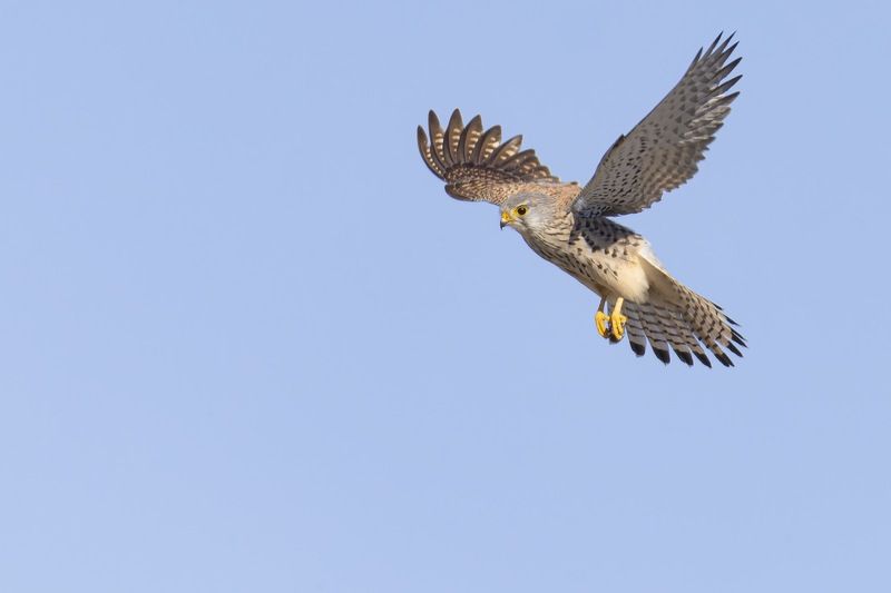 пустельга, птицы Пустельга фото превью