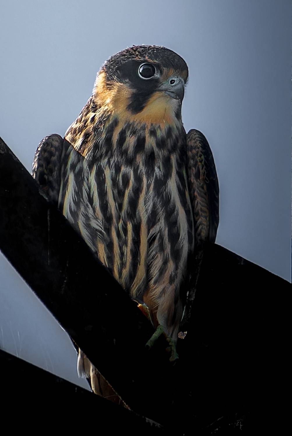 , Фото Александр