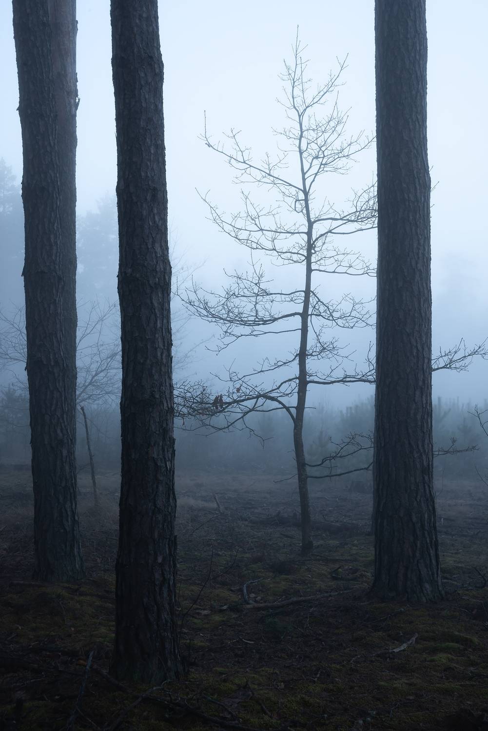 , Захаров Дмитрий