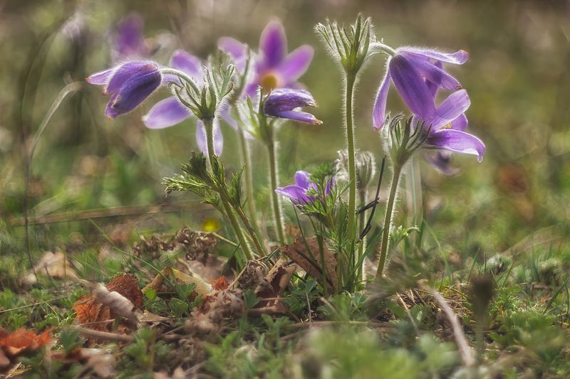 Первоцветы Алтая. фото превью
