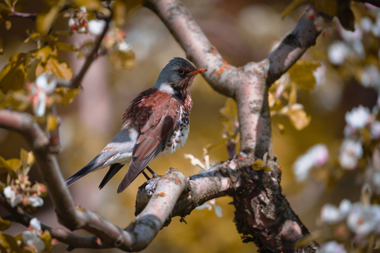 , Лажанский Руфат