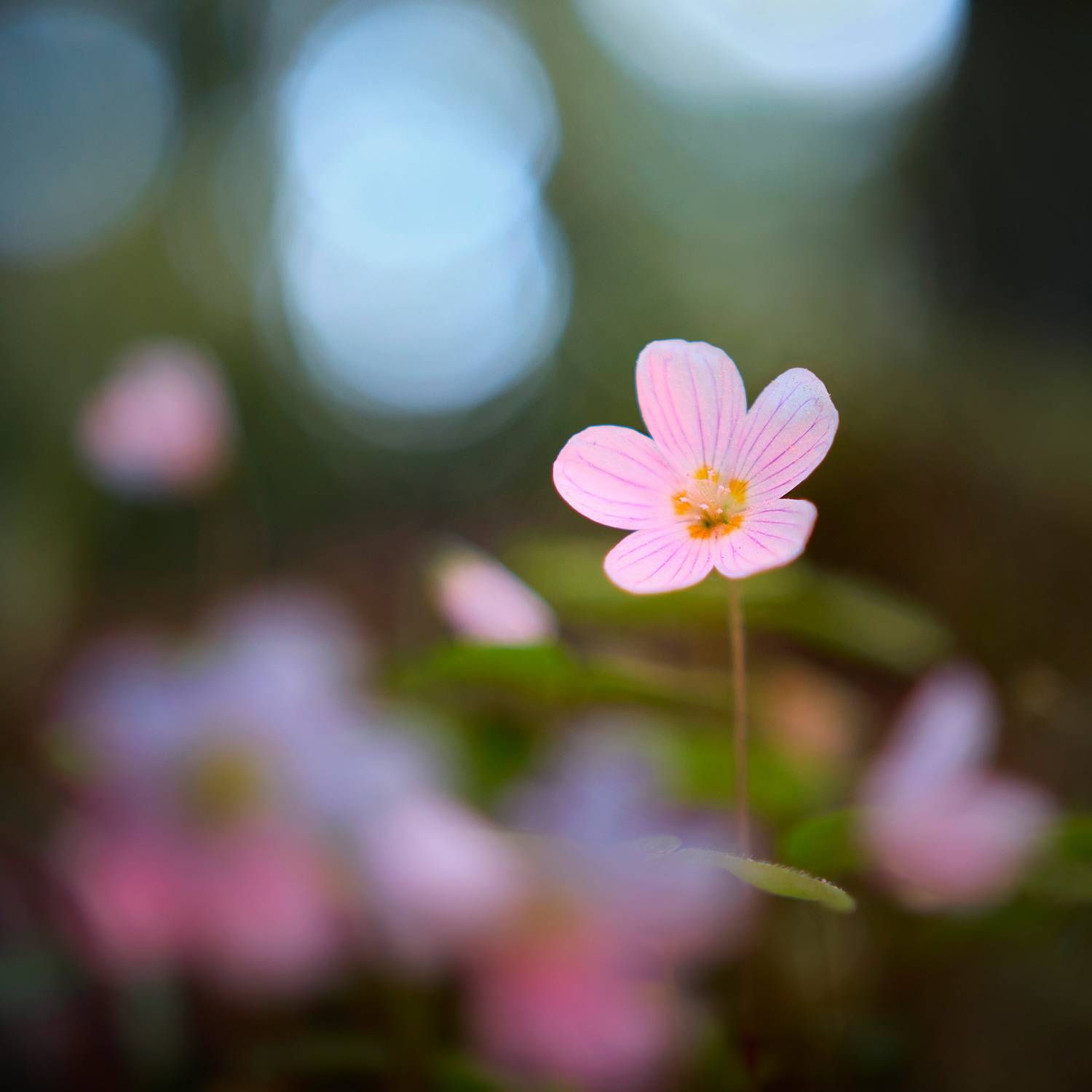 цветок, Валерий Вождаев