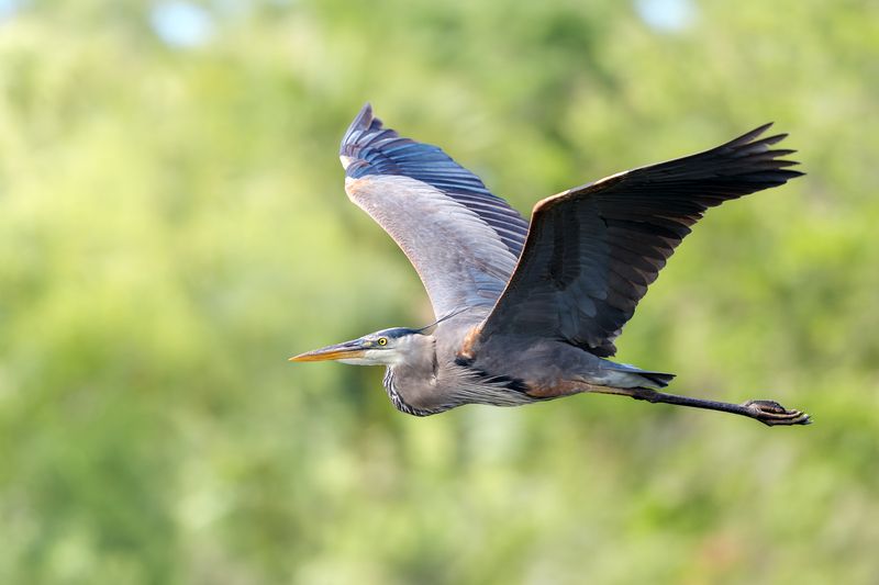 птица, фотоохота, цапля, природа, фауна Большая голубая цапля фото превью