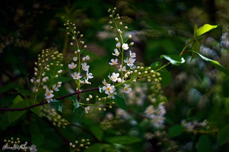 *** фото превью