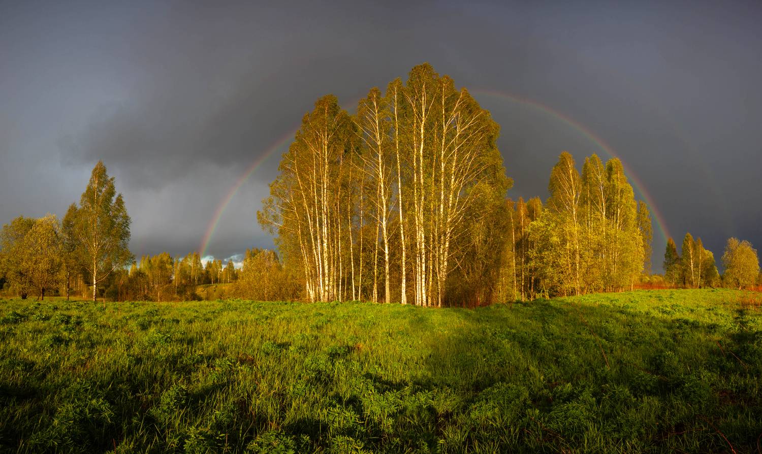 весна, лес, радуга, Свистков Александр
