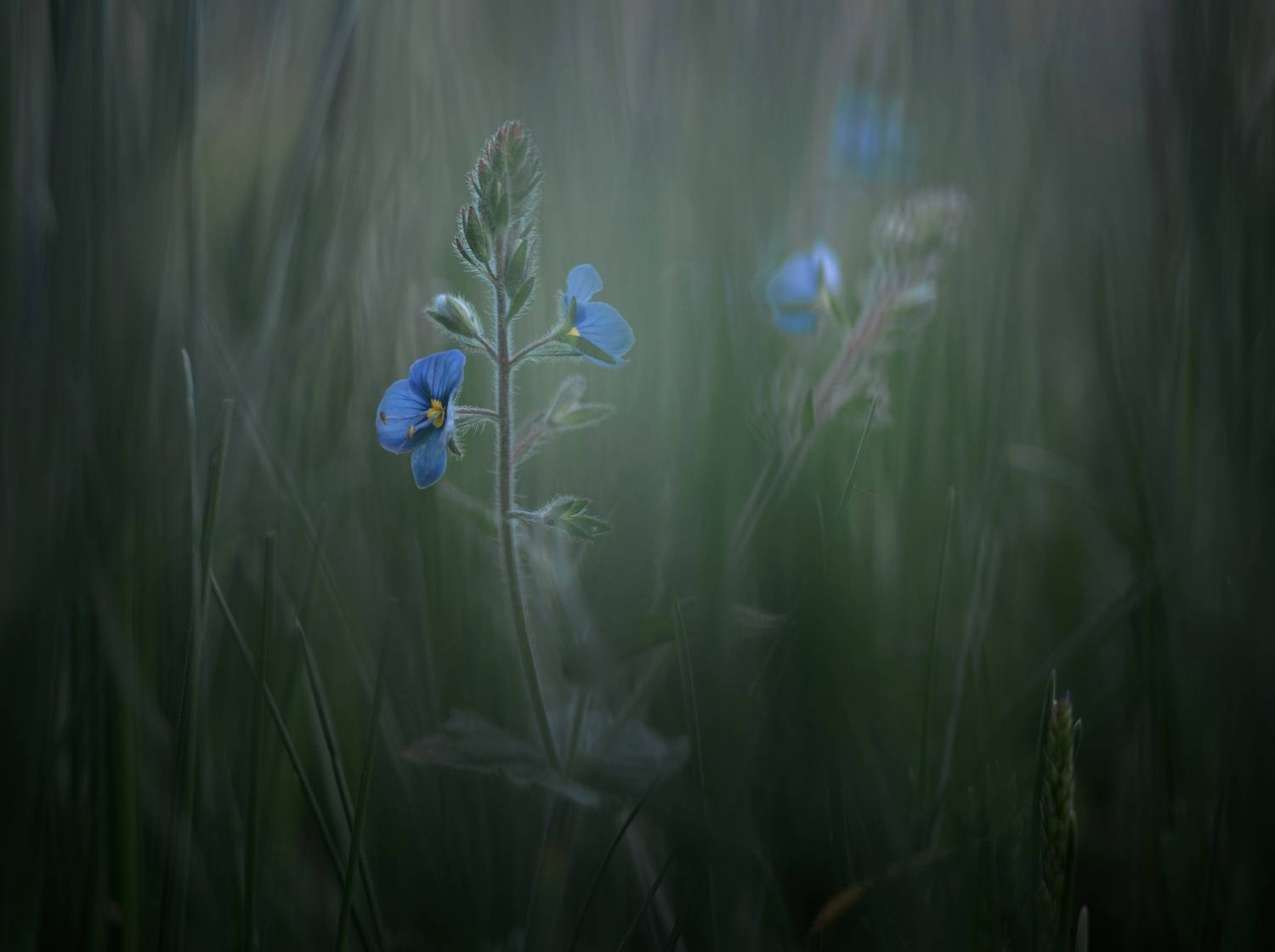 лес, свет, утро, природа, цветок, Баранов Олег