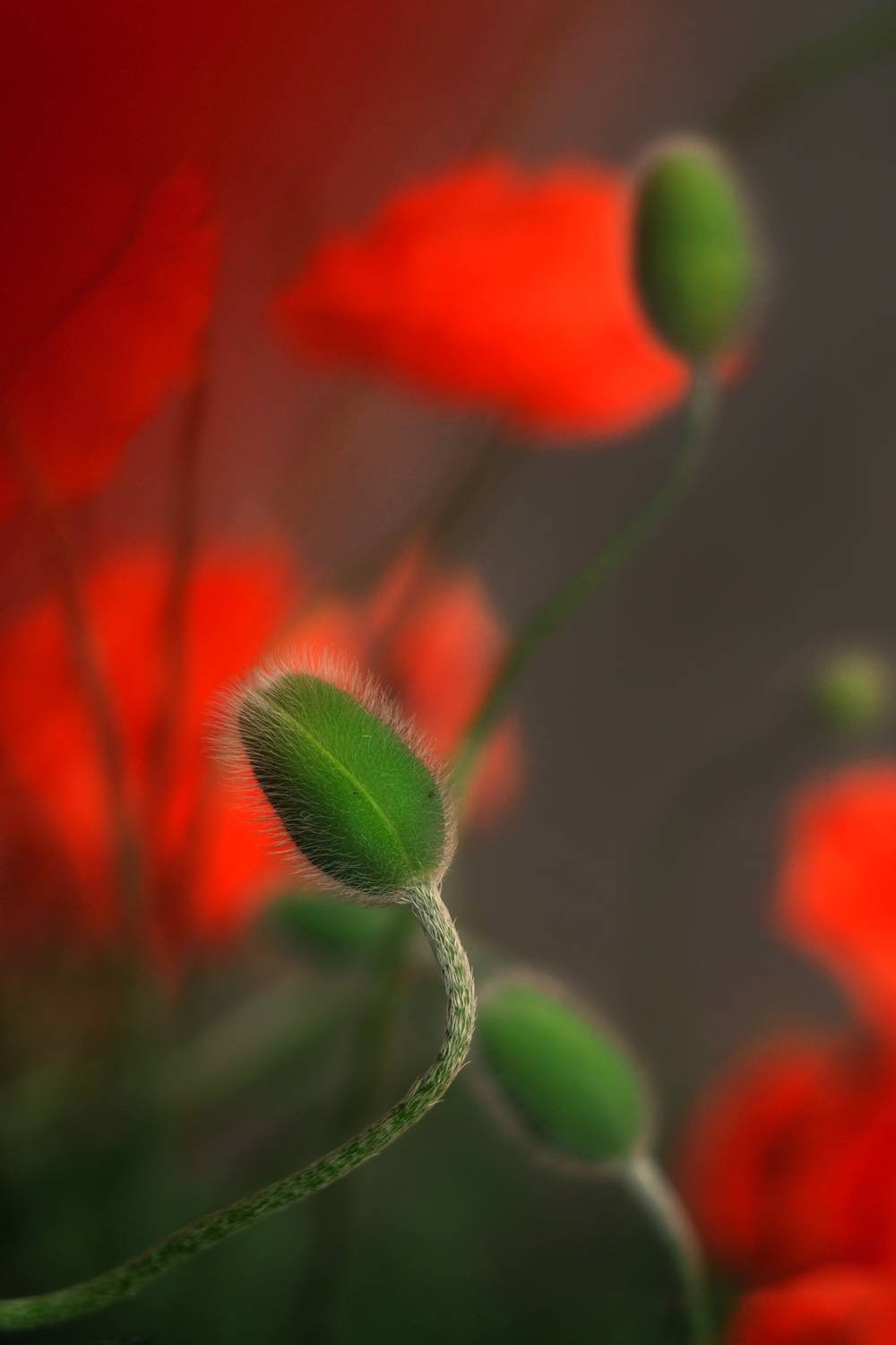 , Юлияна Стоянова