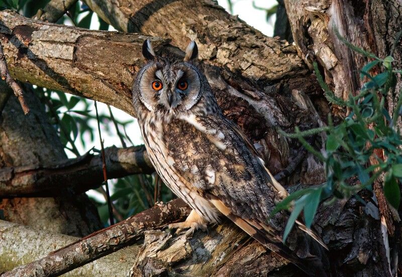 ушастая сова, сова, asio otus, long-eared owl, owl Ушастик фото превью