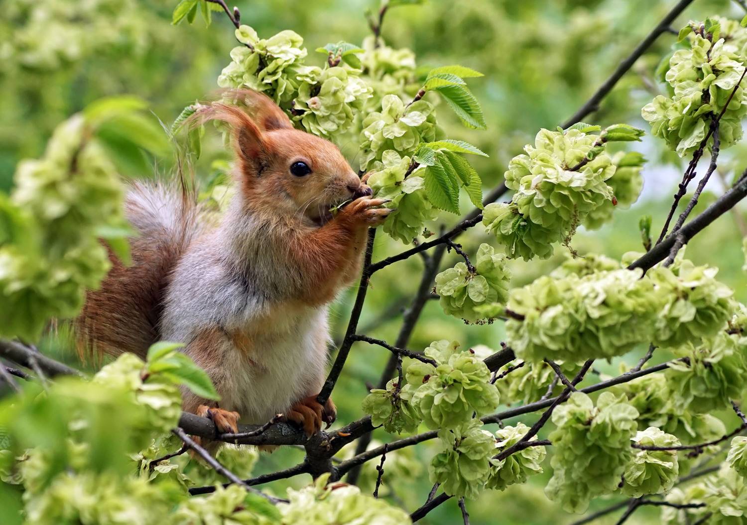 Белка, дерево, завтрак, семена, Чепленко Алексей