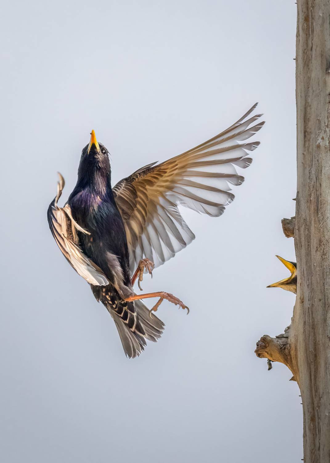 , Maikel Valle Clara