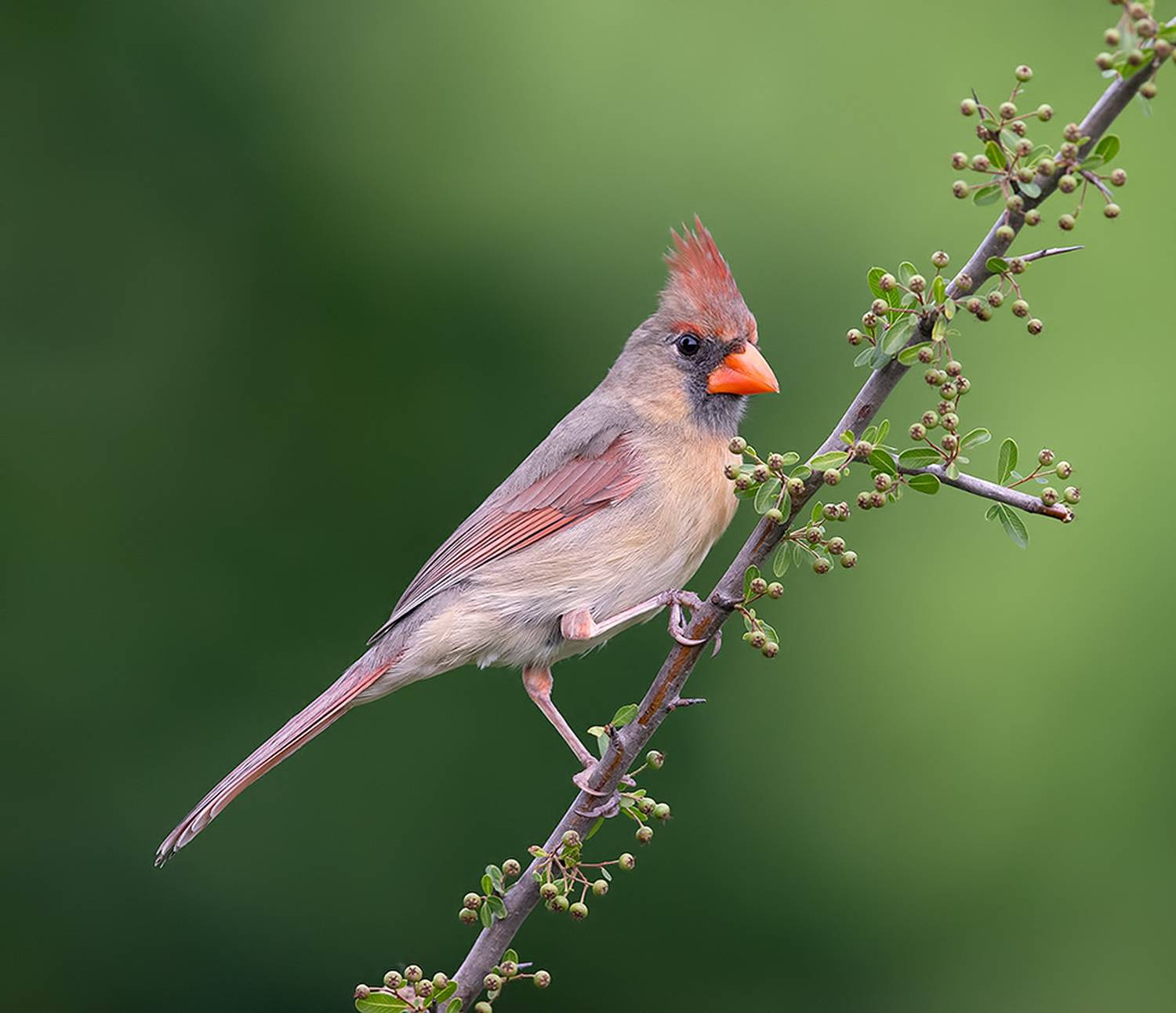 красный кардинал, northern cardinal, cardinal,кардинал, Etkind Elizabeth