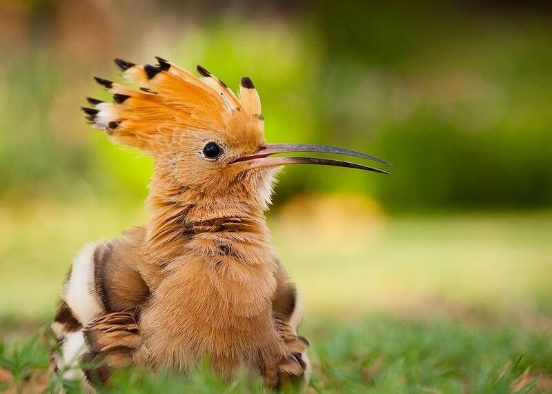 Hoopoe фото превью