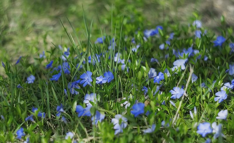 *** фото превью