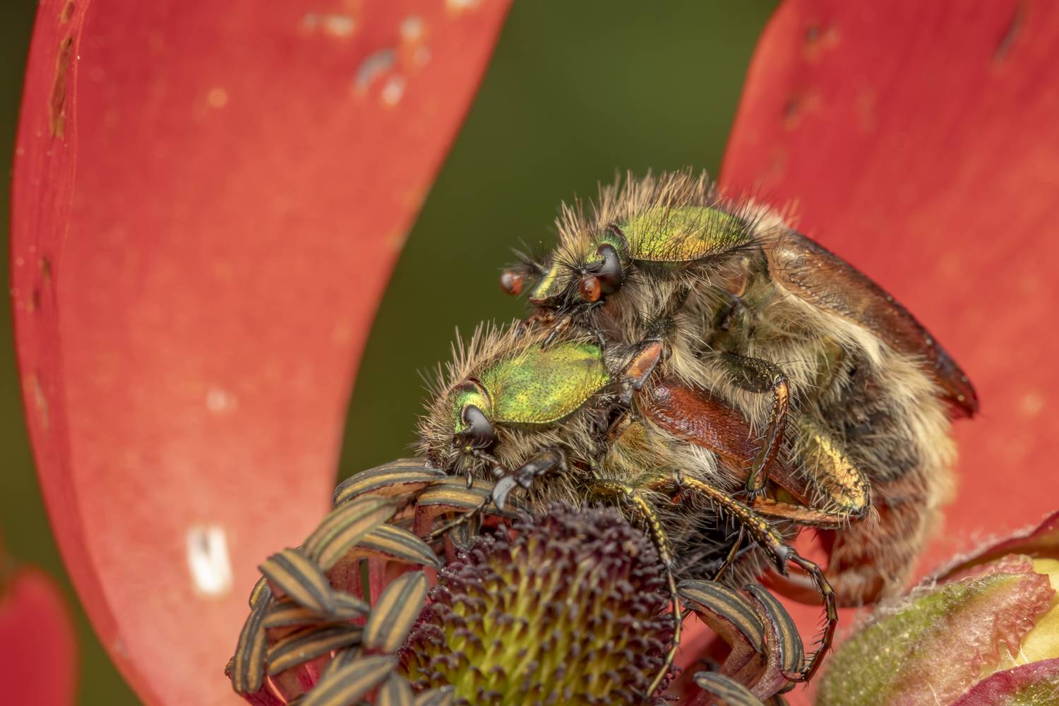 #macro #insects #nature #closeup, Nikolay Tatarchuk