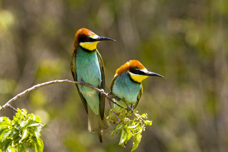 природа Золотистые щурки фото превью