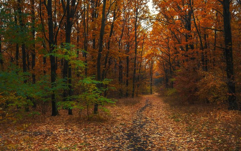 Осенними дорогами. фото превью