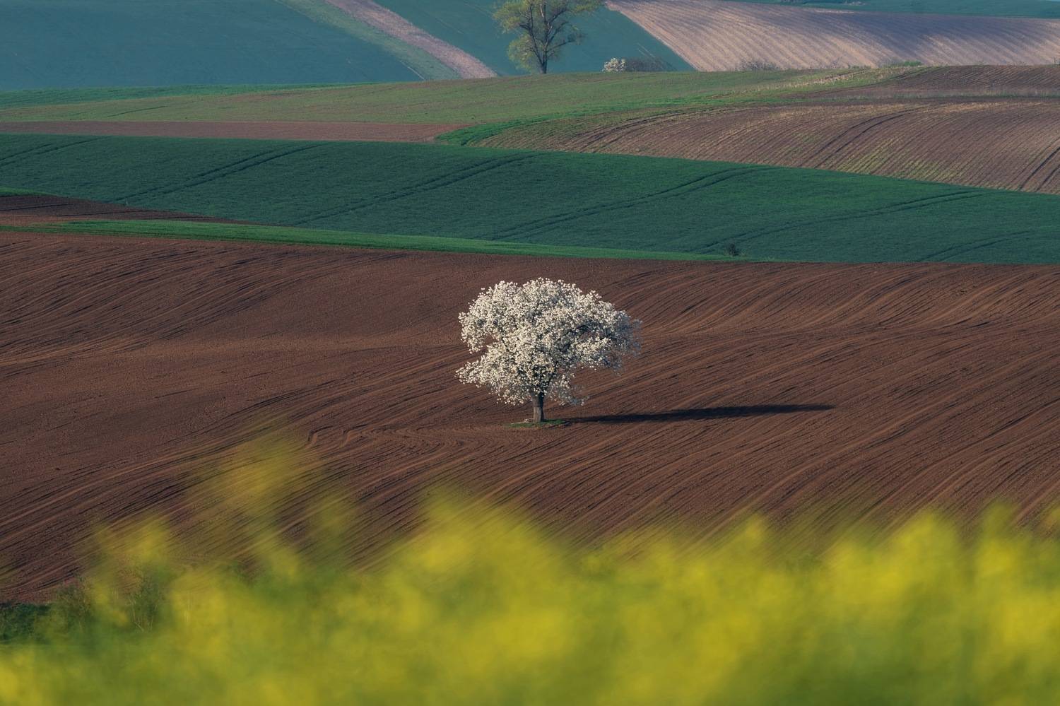 , Шимаковский Юрий