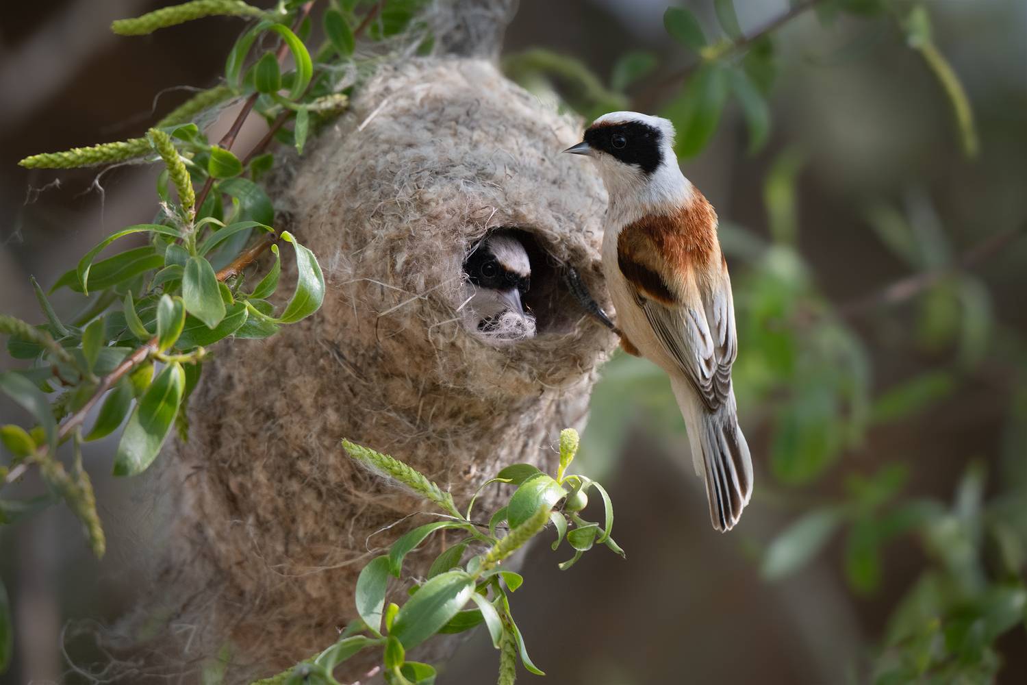 ремез, Проценко Татьяна