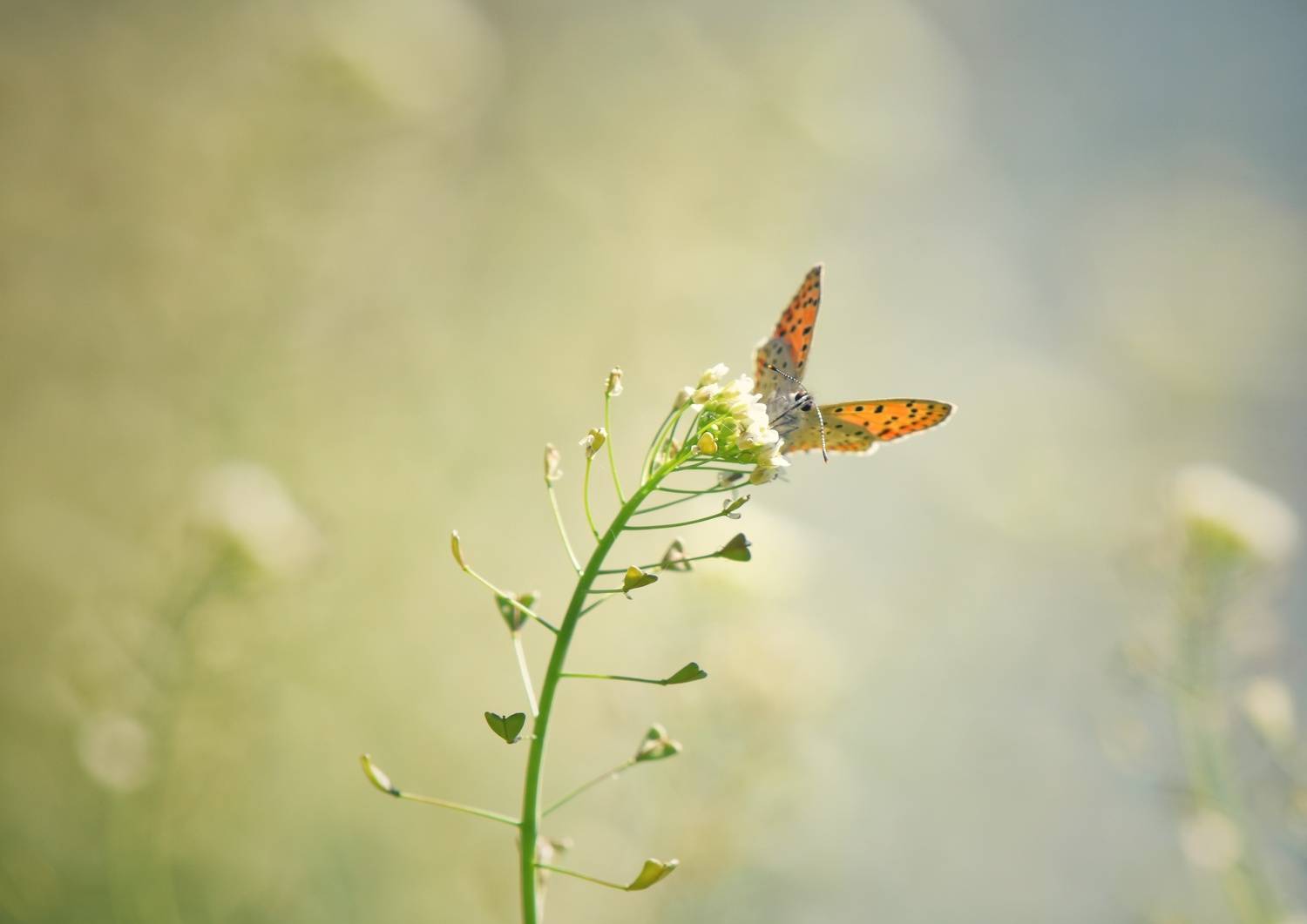 , Герчев Николай
