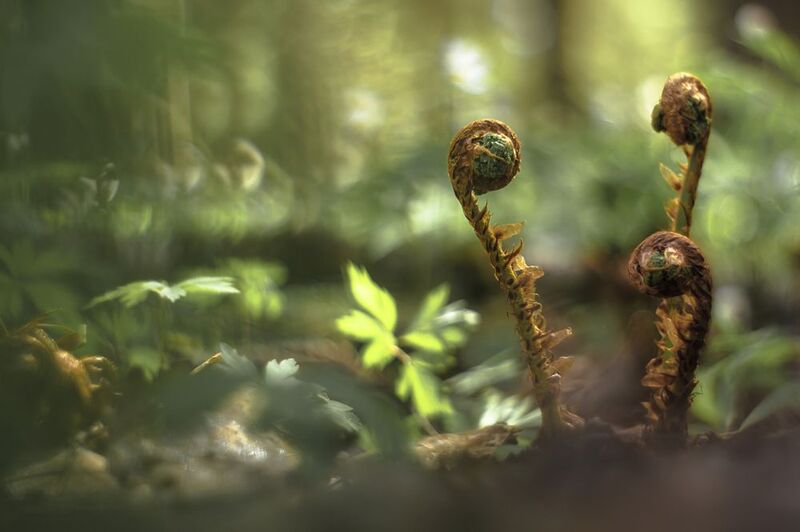 макро, лес, боке, pentacon, boke, manuallens, manualfocuslens, мануальная оптика Лесные истории фото превью