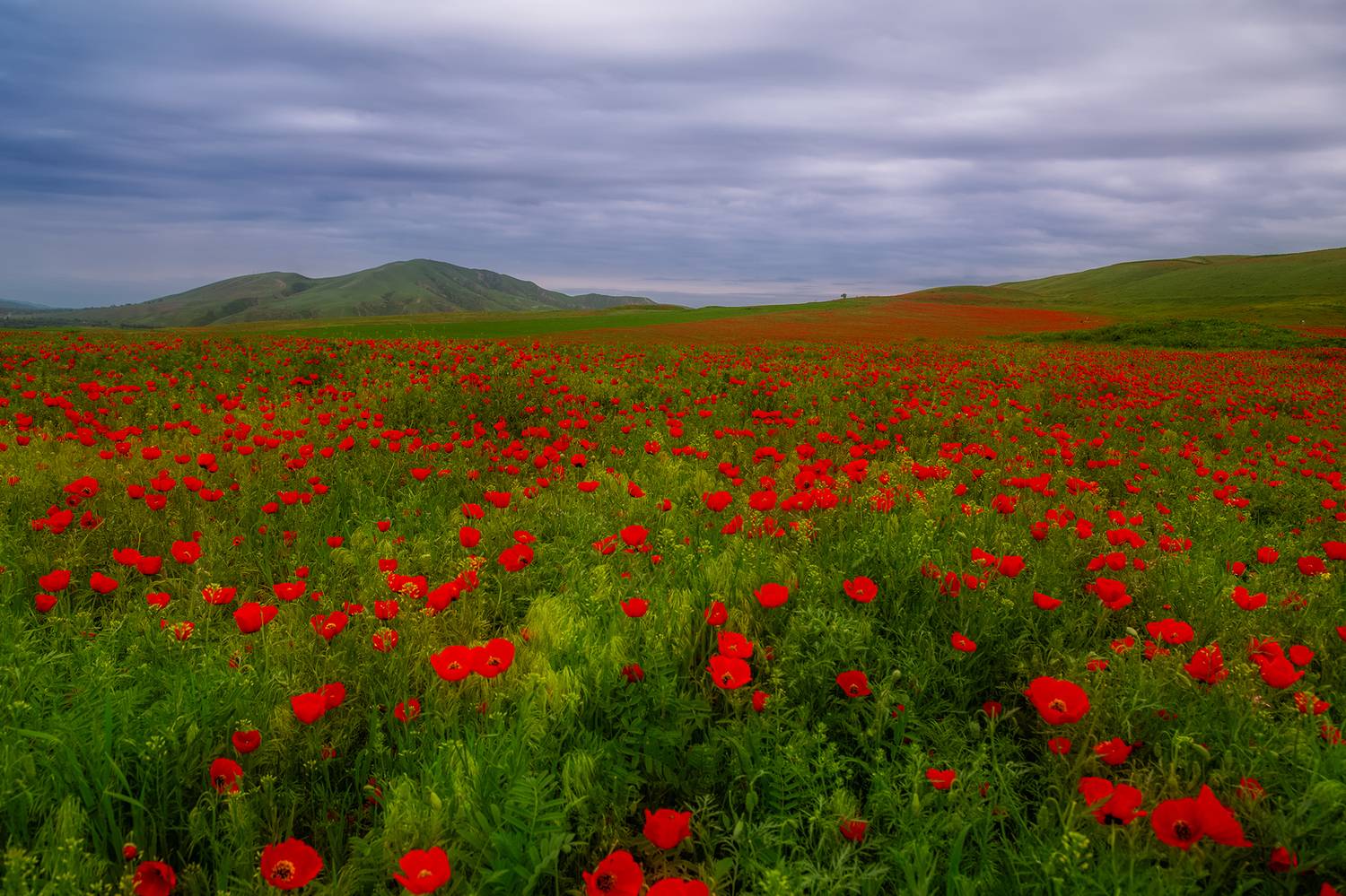 кыргызстан, чуйская долина, Элина Магалимова