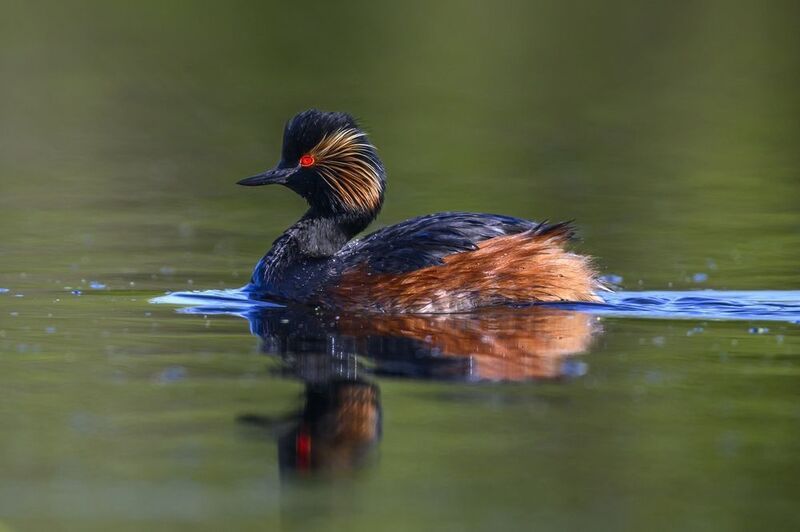 Красотка фото превью