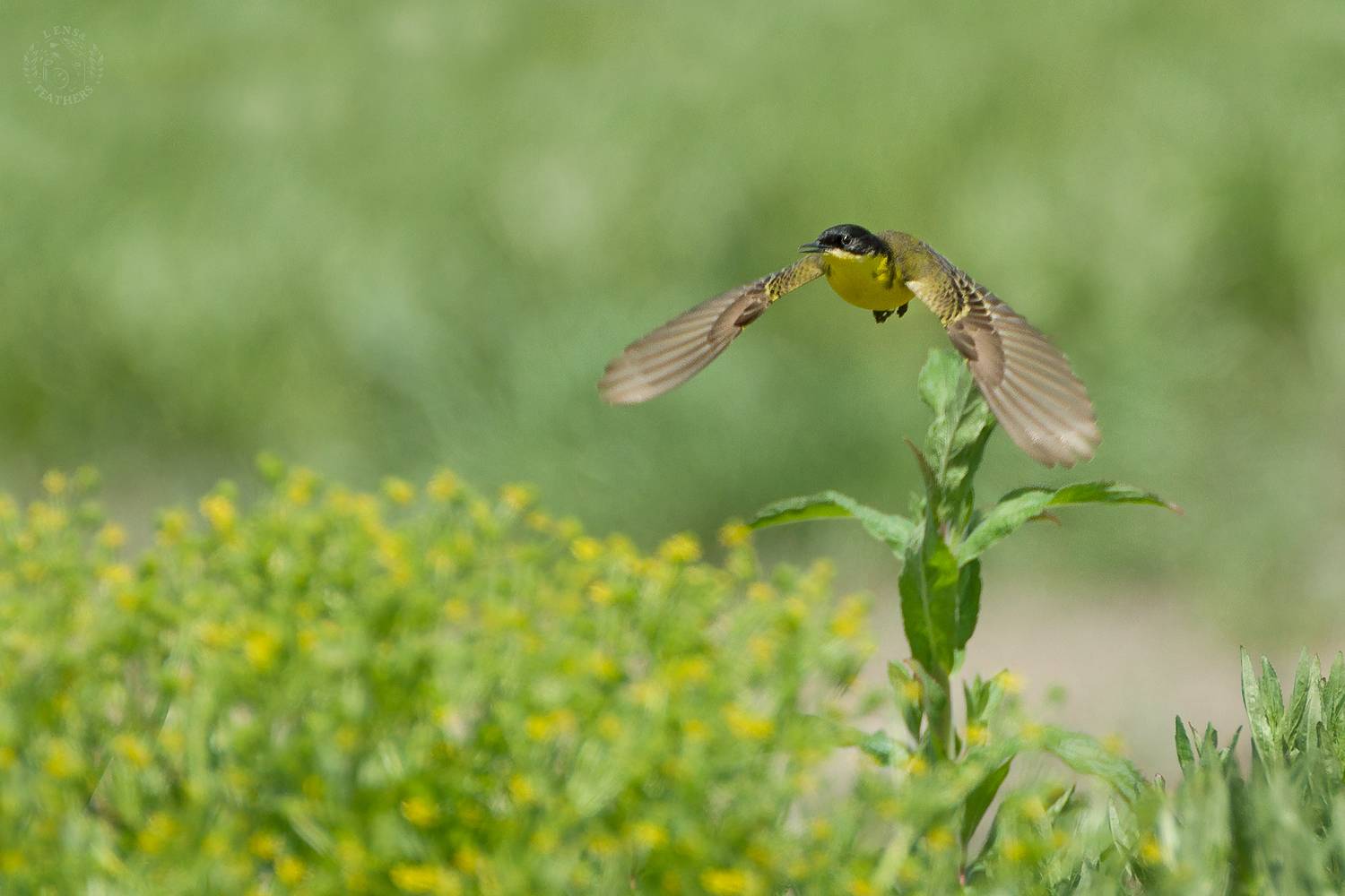 , Евгени Стефанов