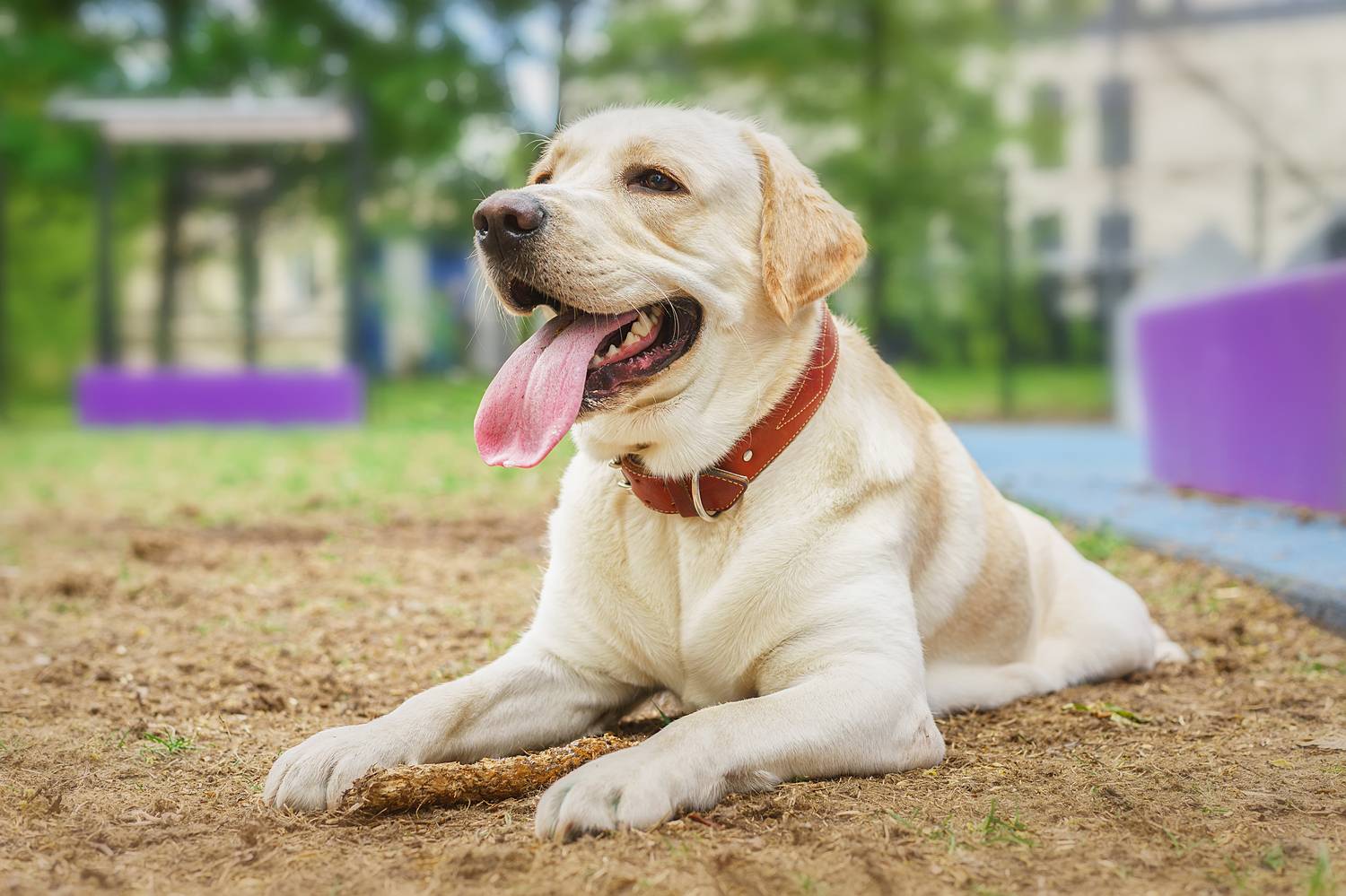 , Корнеев Алексей