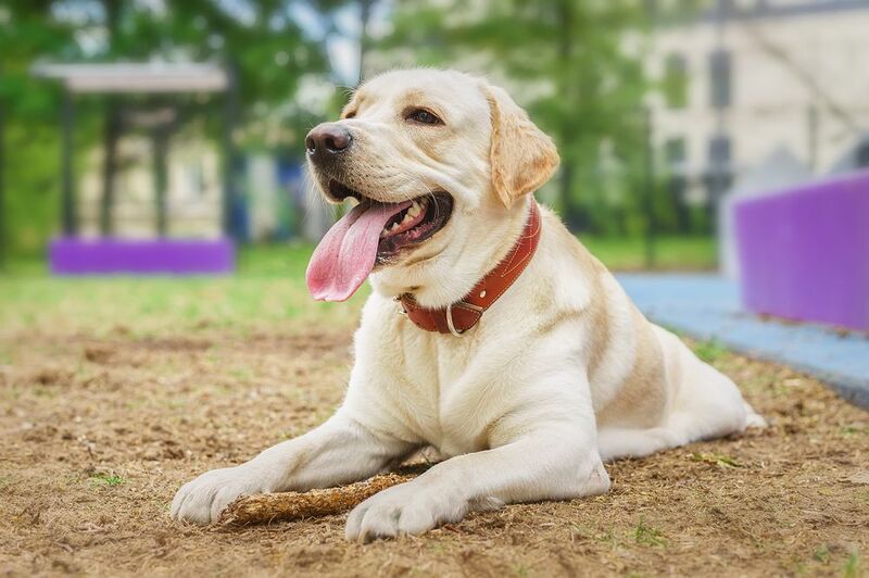 Алькор фото превью