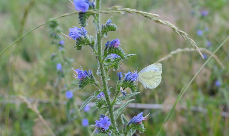 *** фото превью
