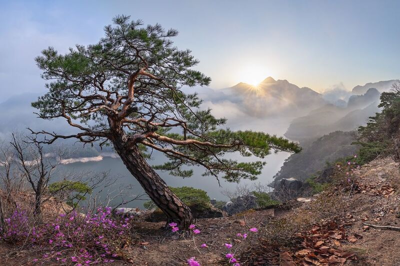 Spring, Great pine on the Namhan River фото превью