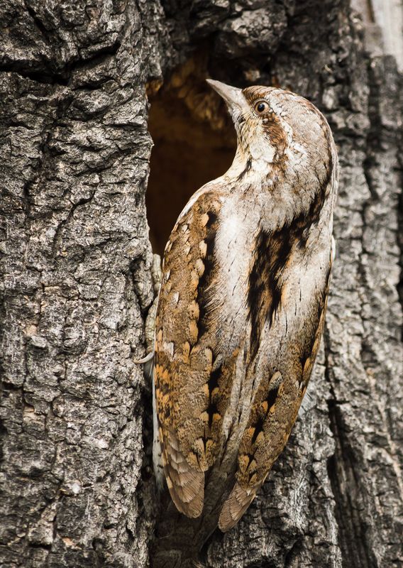 Вертишейка фото превью